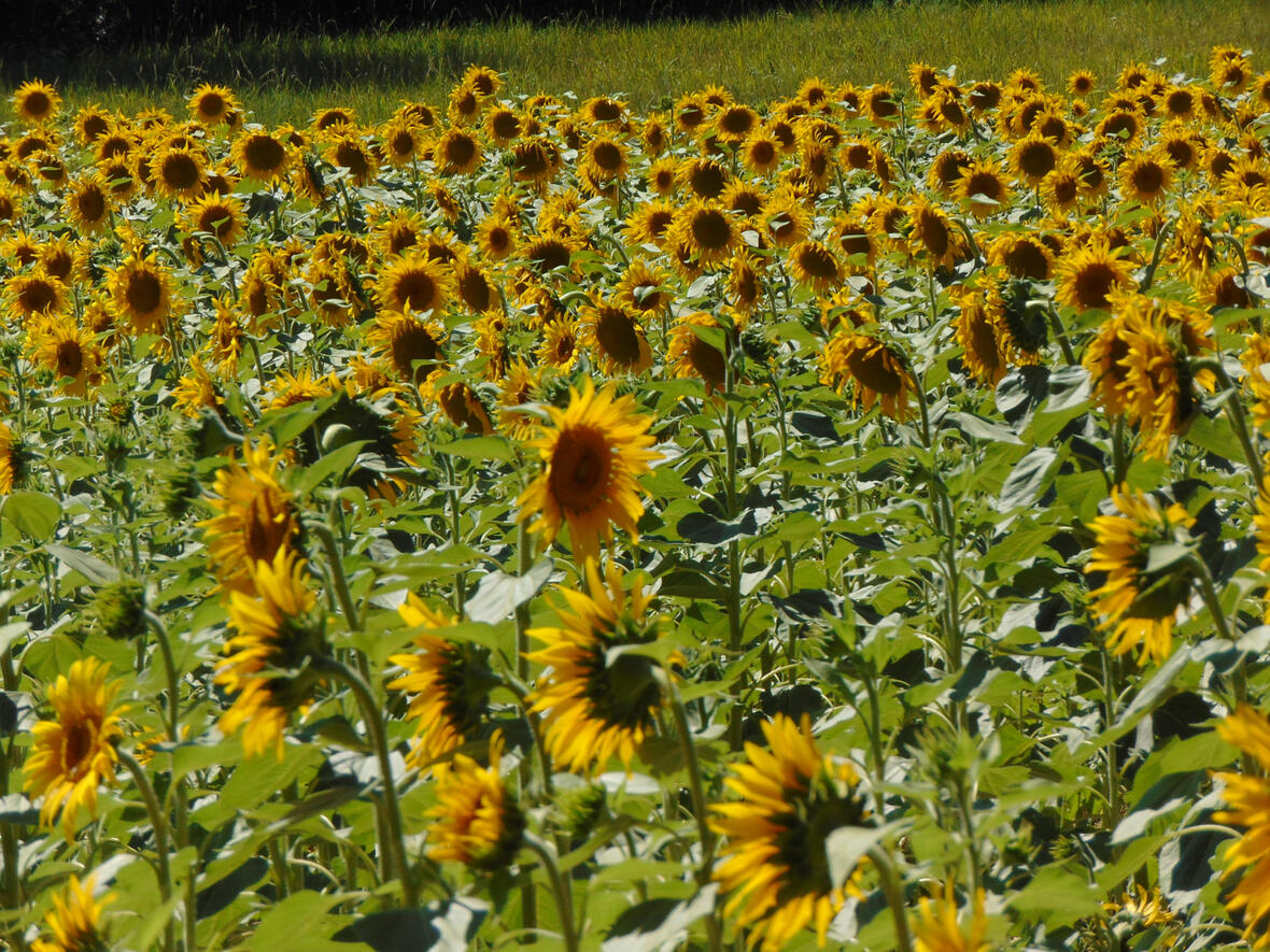 A true taste of the south of France