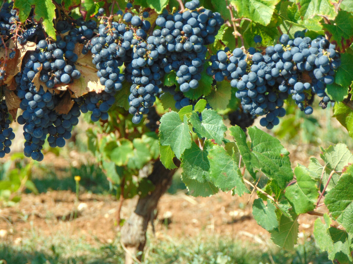 Malbec ripening in the summer sunshine