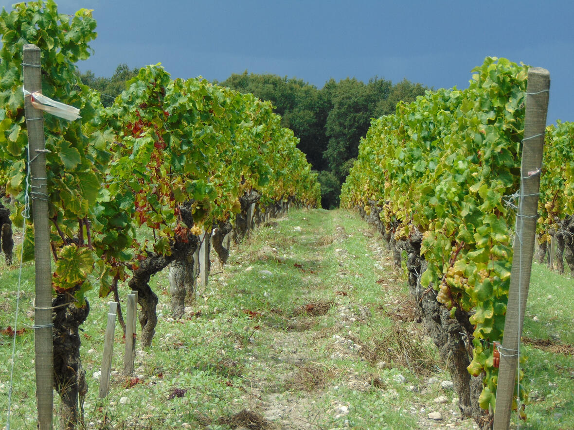 Come take a walk with us on one of your vineyards tours